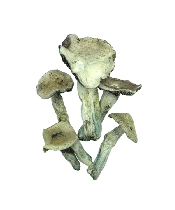 WHITE BURMA MAGIC MUSHROOMS