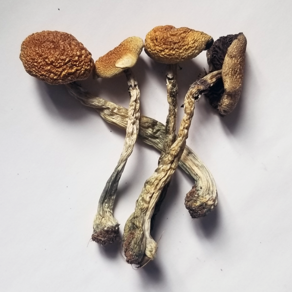 B+ Magic Mushrooms