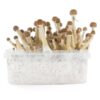 FRESH MUSHROOMS GROW KIT 'MEXICAN' - Image 2