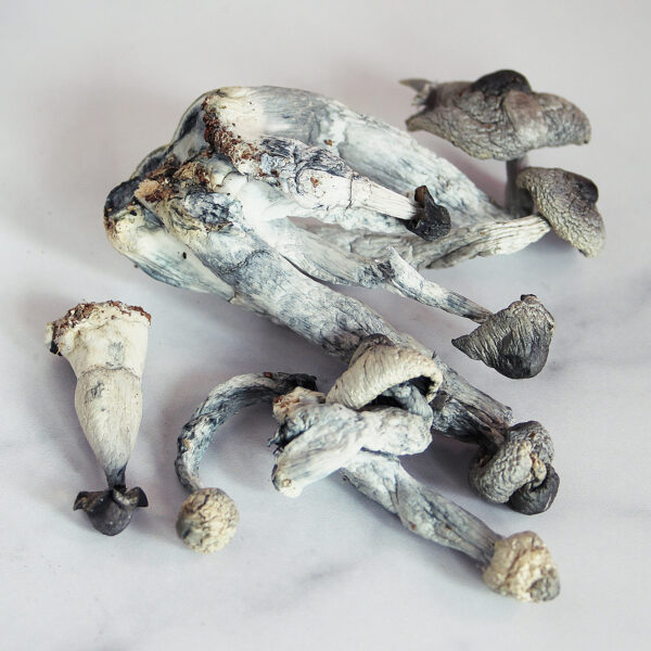 Penis Envy Mushrooms