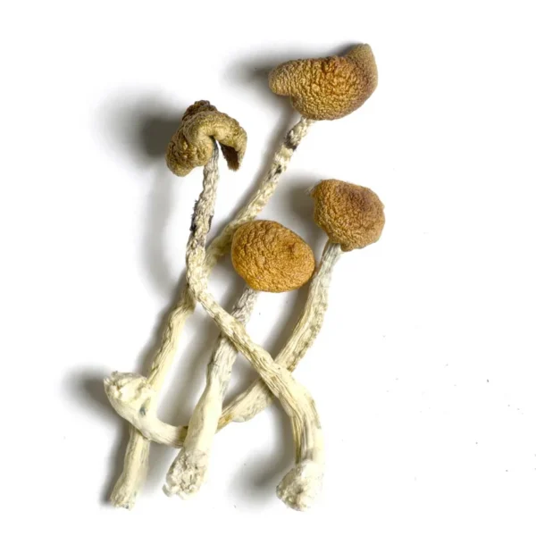 AZTEC GODS MUSHROOMS