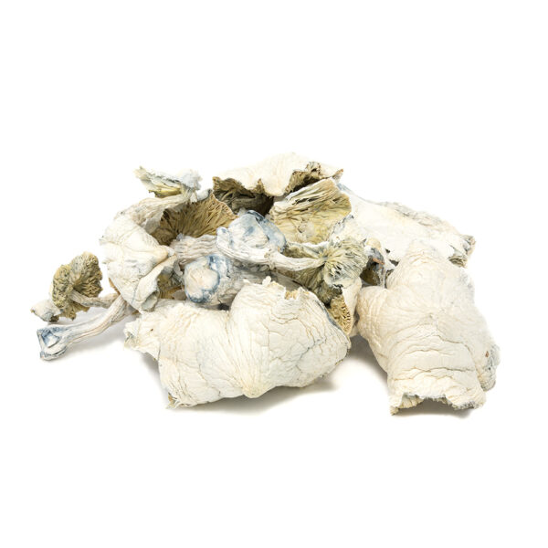 Cambodian Mushroom