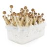FRESH MUSHROOMS GROW KIT 'MEXICAN' - Image 5