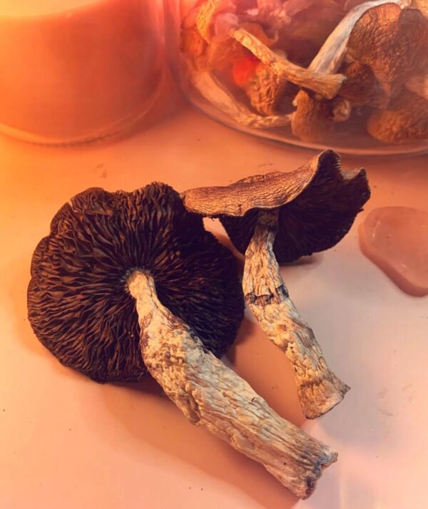 Wavy Caps Magic Mushrooms